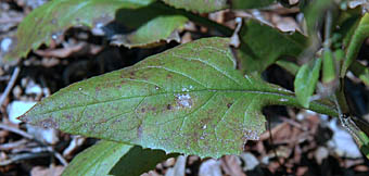 トサトウヒレン葉
