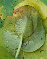トチカガミの葉裏の気嚢