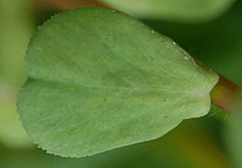 トウダイグサの葉
