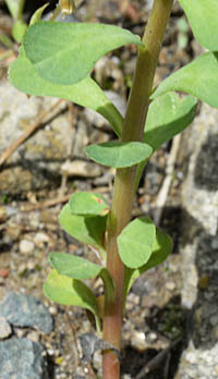 トウダイグサの茎の基部