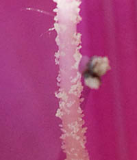 トウゴクミツバツツジの雌しべの花柱