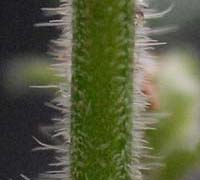 トウゴクシソバタツナミの茎の毛