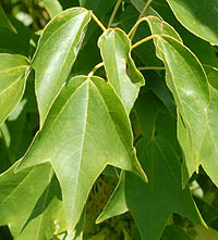 トウカエデ Acer Buergerianum ムクロジ科 Sapindaceae カエデ属 三河の植物観察