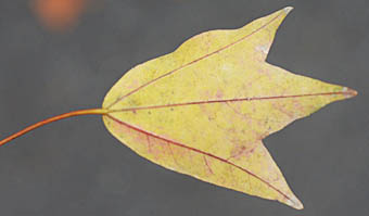 トウカエデ Acer Buergerianum ムクロジ科 Sapindaceae カエデ属 三河の植物観察