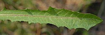 トウカイタンポポ Taraxacum Platycarpum Var Longeappendiculatumキク科 Asteraceae タンポポ属 三河の植物観察