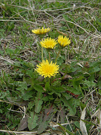 トウカイタンポポ Taraxacum Platycarpum Var Longeappendiculatumキク科 Asteraceae Compositae タンポポ属 三河の植物観察