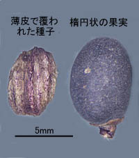 トウネズミモチの薄皮に覆われた種子と楕円状の果実