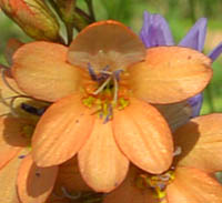 トリトニア・パーヴァラの花