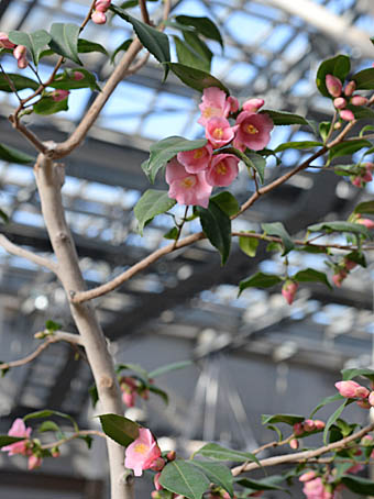 ツバキ・ロゼフローラ Camellia rosiflora ツバキ科 Theaceae ツバキ属