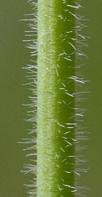 ツボミオオバコの茎