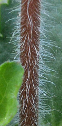 ツボサンゴの茎