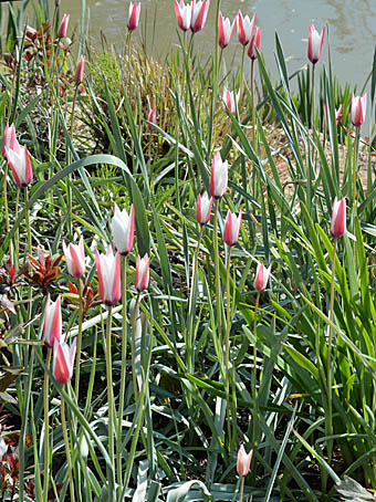チューリップ レディージェーン Tulipa Gesneriana ユリ科 Lilium チューリップ属 三河の植物観察