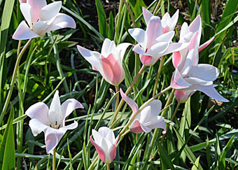 チューリップ・レディージェーン Tulipa gesneriana ユリ科 Lilium 