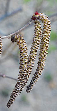 ツノハシバミの雄花序