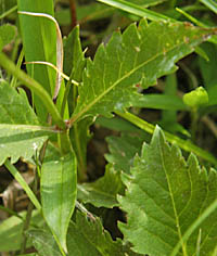 ツリガネニンジン対生の茎葉