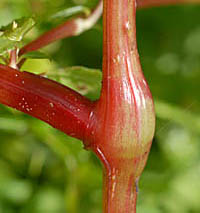 ツリフネソウ茎の節