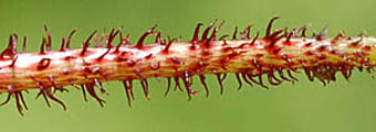 ツリフネソウ花序軸の突起毛