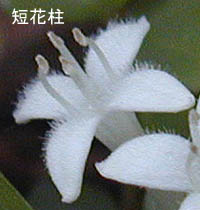 ツルアリドオシの短花柱花