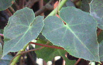 ツルキントラノオの葉