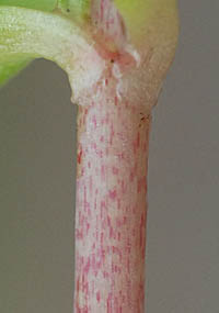 ツルマンネングサの茎
