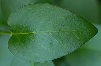 ツルニチニチソウの葉