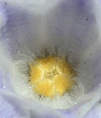 ツルニチニチソウの花内部