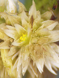 ツルノゲイトウの花3