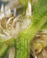 ツルノゲイトウ葉の基部と縮毛