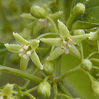 ツルウメモドキ Celastrus Orbiculatus ニシキギ科 Celastraceae ツルウメモドキ属 三河の植物観察