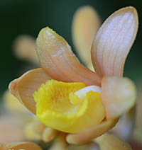 ツチアケビの花