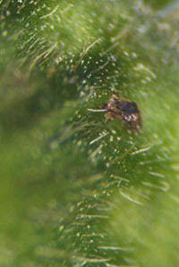 チョウセンキンミズヒキの萼筒の短毛と腺点