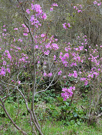 チョウセンヤマツツジ Rhododendron Wadanum ツツジ科 Ericaceae ツツジ属 三河の植物観察