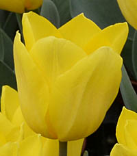 チューリップの花黄