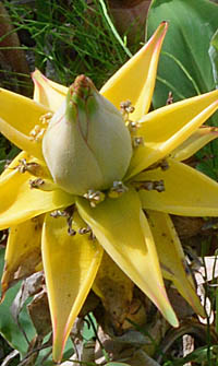 チュウキンレン Musella lasiocarpa バショウ科 Musaceae ムセラ属 