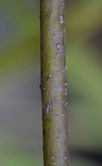 ウキツリボク茎