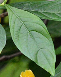  ウコンサンゴバナの葉