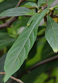  ウコンサンゴバナの葉2