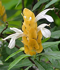  ウコンサンゴバナの花序