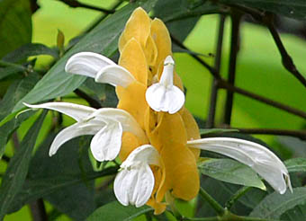  ウコンサンゴバナ花序2