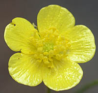 ウマノアシガタの花