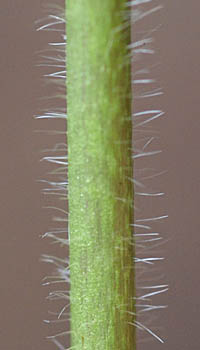 ウマノアシガタの茎