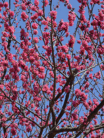 ウメ(園芸品種) Prunus mume バラ科 Rosaceae サクラ属 スモモ亜属