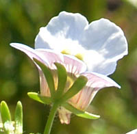 ウンランモドキ花裏