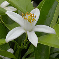 ウンシュウミカンの花