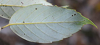 ウラジロガシの幅の広い葉の裏
