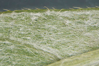 ウラジロサナエタデ葉裏の綿毛