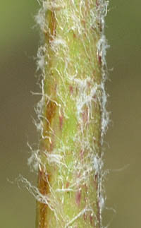 ウラジロサナエタデの茎上部