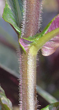 ウラムラサキの茎