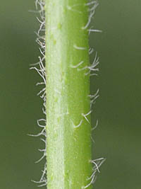 ウサギアオイの緑色の茎