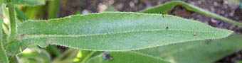 ウシノシタグサ葉